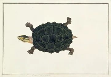 Landsköldpadda, Koora Koora, från teckningar av djur, insekter och reptiler från Malacka, c.1805-18 (wc och gouache på papper)
